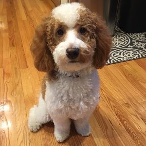 Meet your Posher, Jeffrey